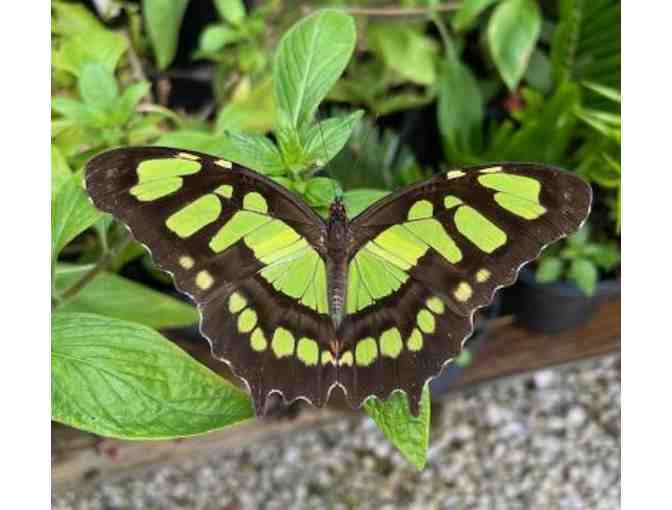Private Butterfly House Tour at Rotary Park
