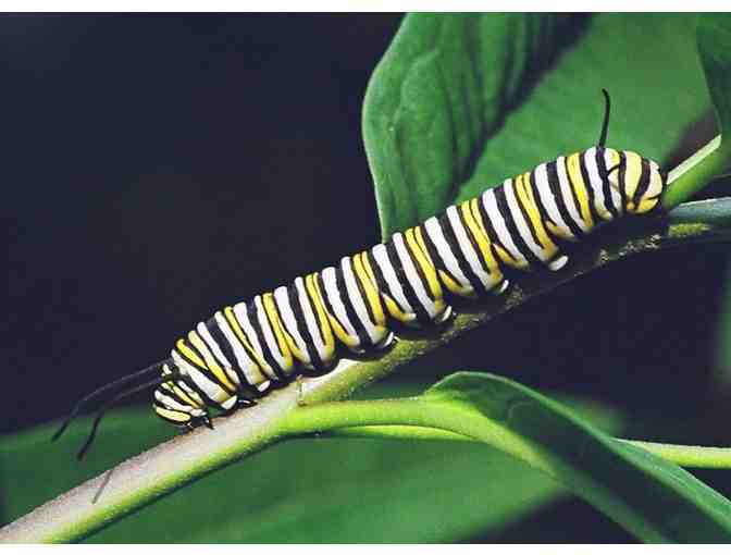 Private Butterfly House Tour at Rotary Park