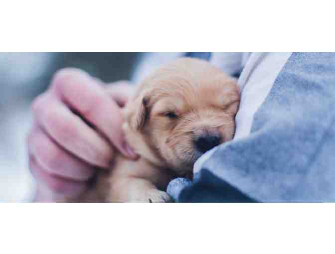 Kindness Animal Hospital Gift Basket