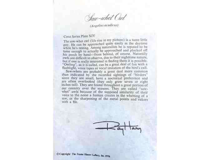 Saw Whet Owls Giclee Print by Ray Harm