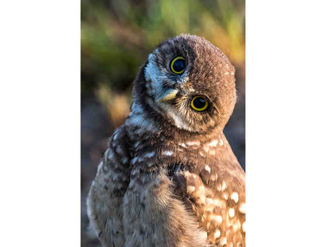 Dennis Gingerich: metal print of Burrowing Owl- Whazzz Up!