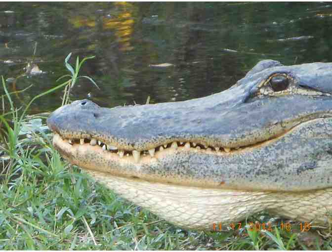 Babcock Ranch- Swamp Buggy ECO Tour: 2 adults 2 children