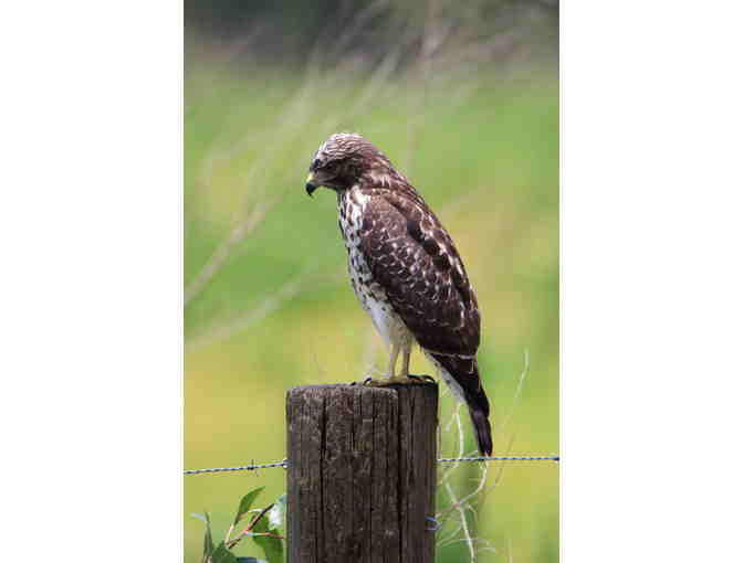 Babcock Ranch- Swamp Buggy ECO Tour: 2 adults 2 children
