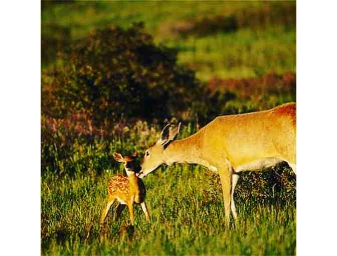 Babcock Ranch- Swamp Buggy ECO Tour: 2 adults 2 children