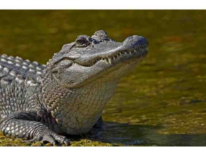 Everglades Wonder Gardens Group Pass