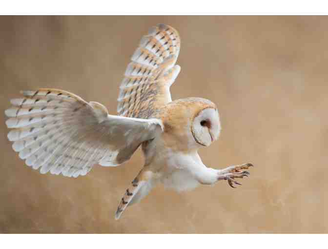 Online Course - The Wonderful World of Owls