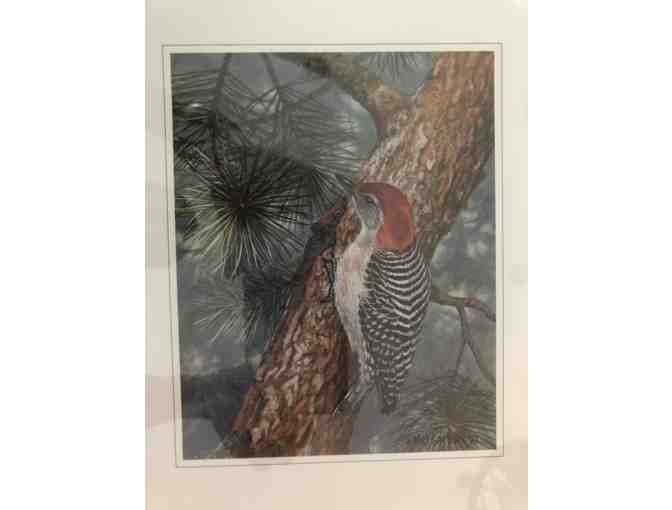 Red Breasted Woodpecker photograph signed by Mel Garbark