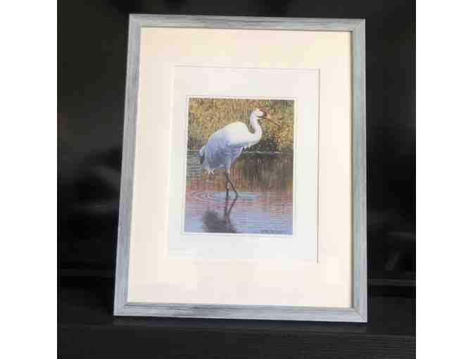 Whooping Crane - framed and matted autographed photo