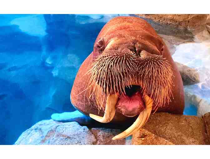 Seaworld Orlando - 2 tickets