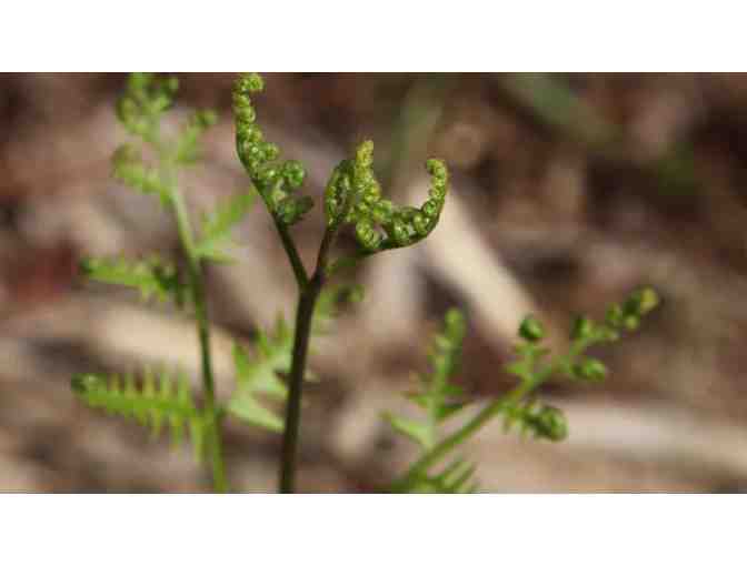 A Guided Wild Edible Tour with Harry Phillips