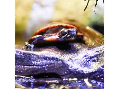 Merlin Entertainments - Three cool things to visit - Orlando