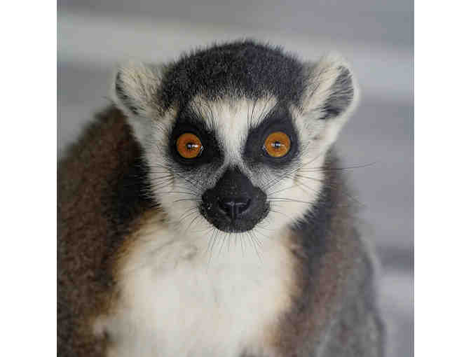 Visit Big Cat Habitat - Sarasota, FL