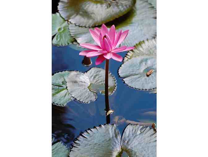 Cedar Lakes Woods and Gardens - 2 Guest Passes