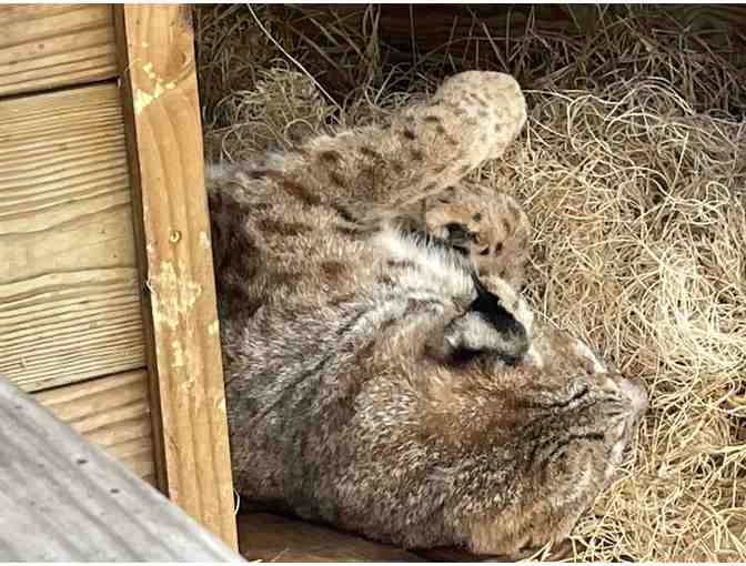 Catty Shack Ranch Wildlife Sanctuary - Guest Passes for 2