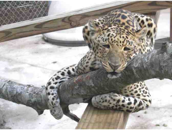 Family Pass for two adults and two children to - Catty Shack Ranch Wildlife Sanctuary