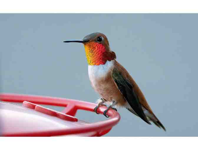 The Wonderful World of Hummingbirds - Cornell Labs on-line course
