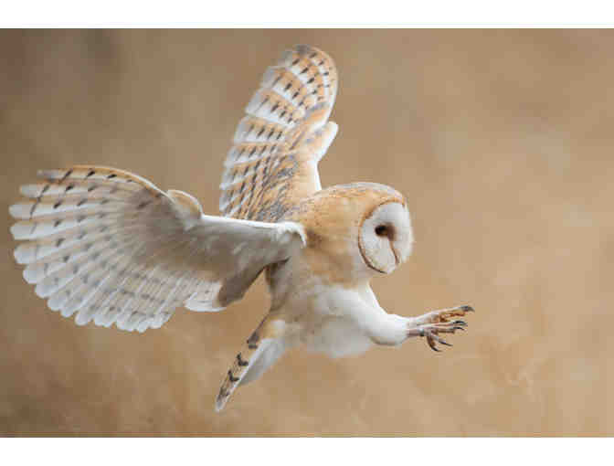 The Wonderful World of Owls - On-line course from Cornell Labs