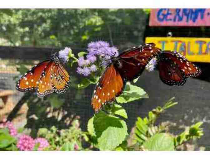 A Private Butterfly House Tour - Photo 1