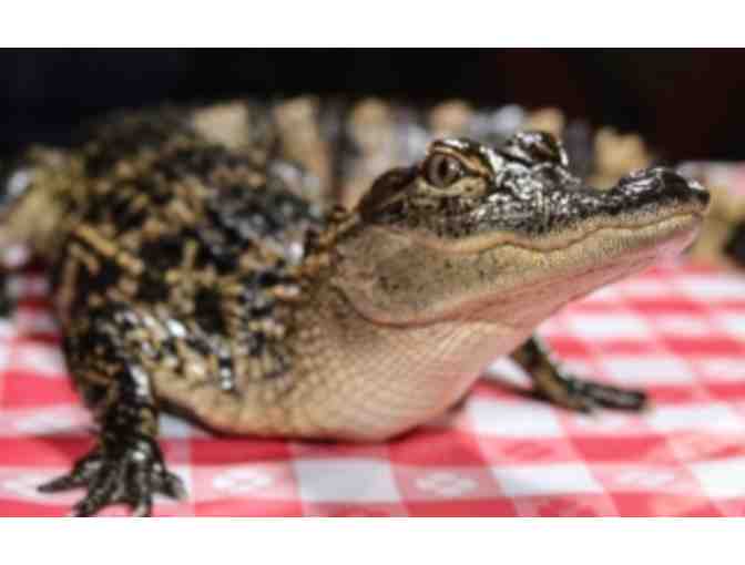 Babcock Ranch Eco Tours - Photo 3