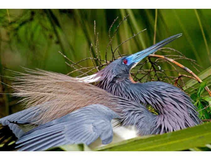 Birding Experience with Master Birder Vince McGrath - Half Day Trip - Photo 1