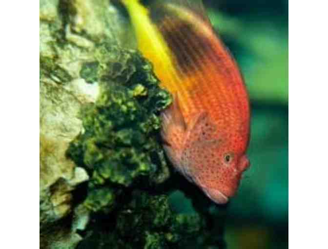 Visit the Georgia Aquarium