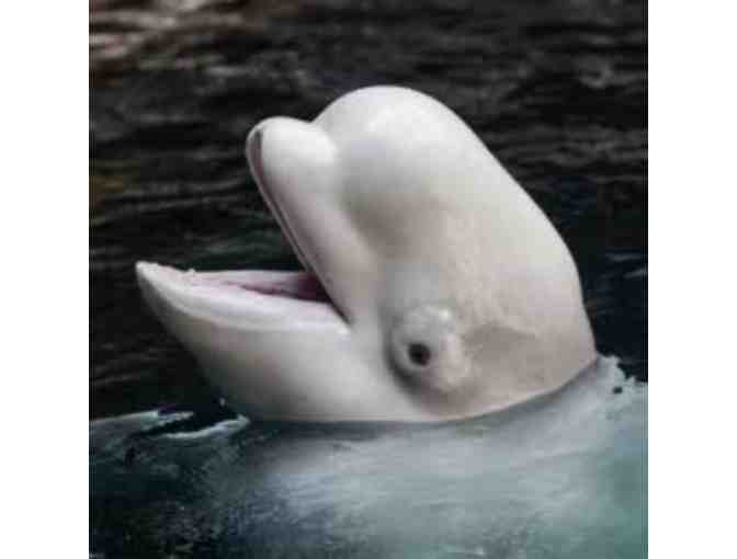 Visit the Georgia Aquarium