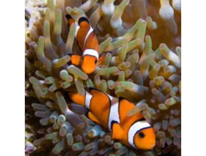 Visit the Georgia Aquarium