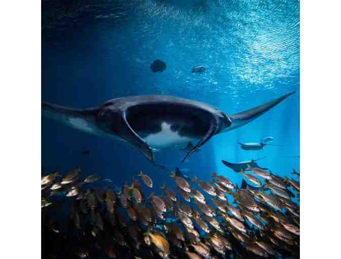 Visit the Georgia Aquarium