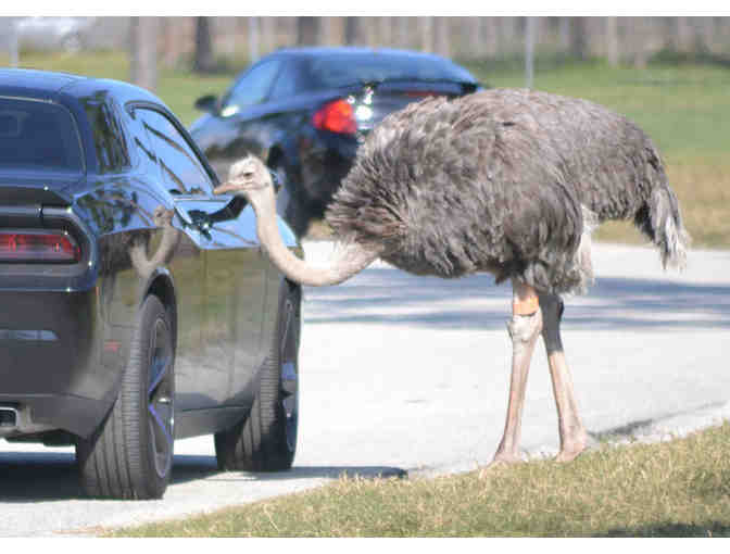 Lion Country Safari - Loxahatchee FL
