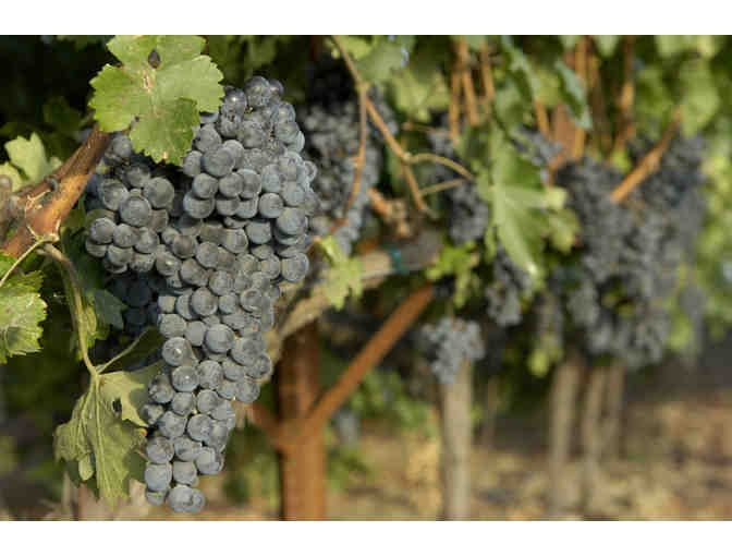 Honig Vineyard and Winery, Napa Valley - Eco Tour & Tasting for 4 People