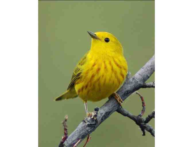 BUY-IN: Guided Bird Walk with CEC parent David Bell
