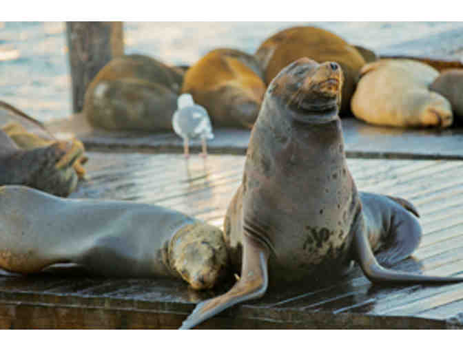 Bay Area Fun - San Francisco Aquarium, Alcatraz Cruises and more!