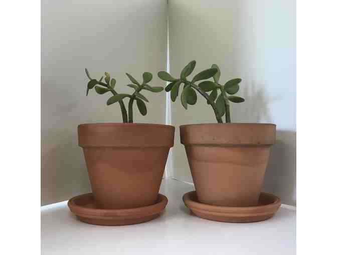 Two (2) Jade Plants