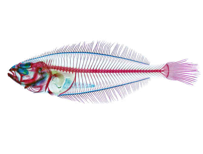 Behind the Scenes at the Field Museum!