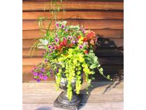 Beautiful Container of Flowers