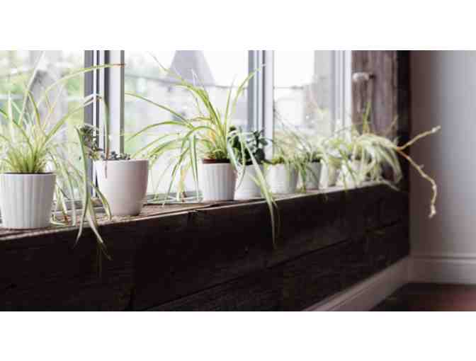 Elevate Yoga 1 Month Unlimited Pass #2