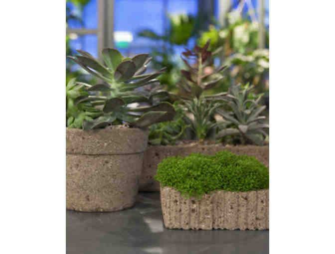 Hypertufa Pot Garden