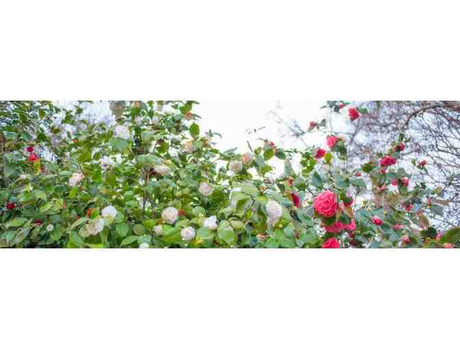 Healdsburg, CA - Camellia Inn - One night stay in Queen room w/ breakfast buffet and more