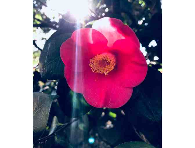 Healdsburg, CA - Camellia Inn - One night stay in Queen room w/ breakfast buffet and more