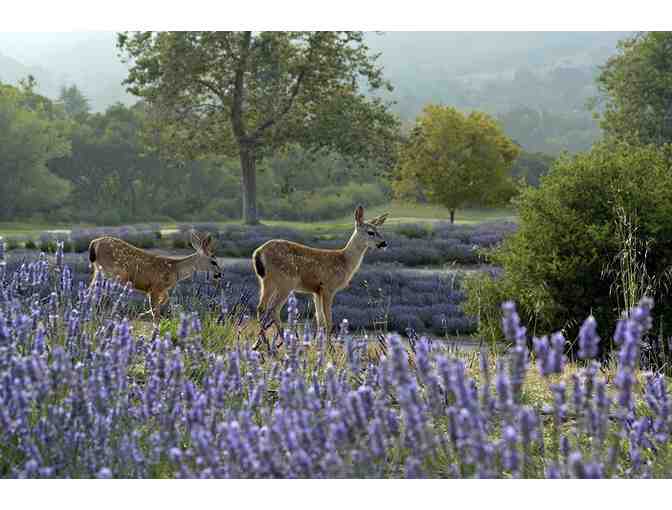 Carmel Valley, CA - Carmel Valley Ranch - 2 nts in Ranch suite w/ daily breakfast for two