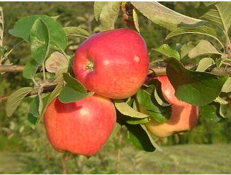 Woolf Farms Fruit and Veggie CSA Share