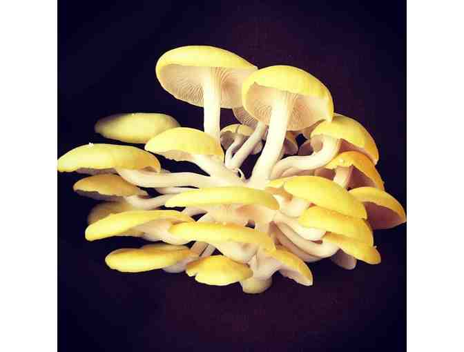 Two Golden Oyster Mushroom Kits