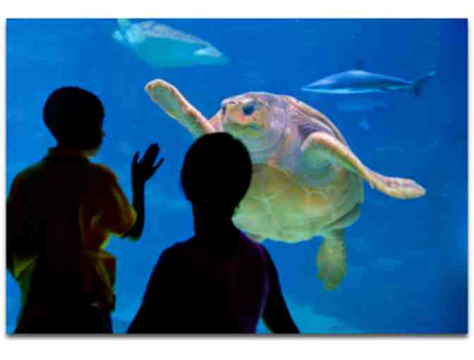 (4) Passes for Adventure Aquarium