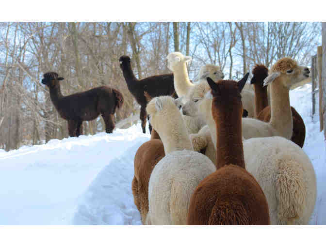 Silkie's Farm - $35 Gift Certificate