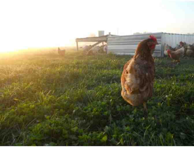Canter Hill Farm - $200 Gift Certificate for Farm Raised Meat