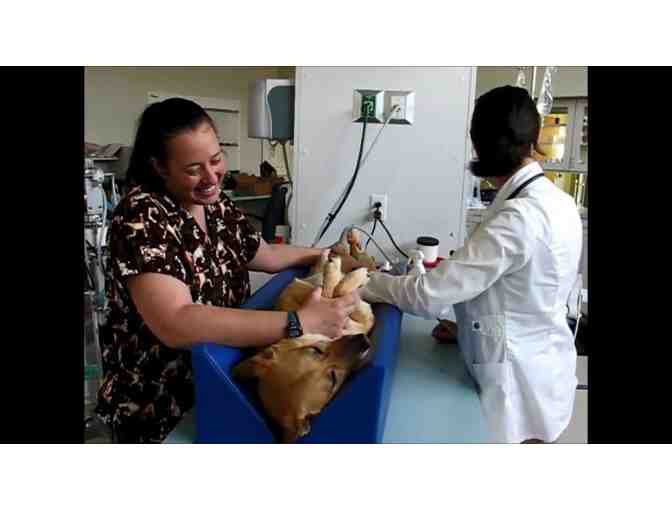 Schwenksville Veterinary Hospital - One Pet Exam