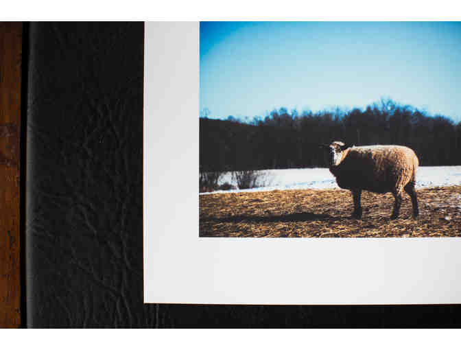 Art Photograph - Sheep