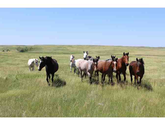 Nakota Preserve - One Hour Children's Riding Class