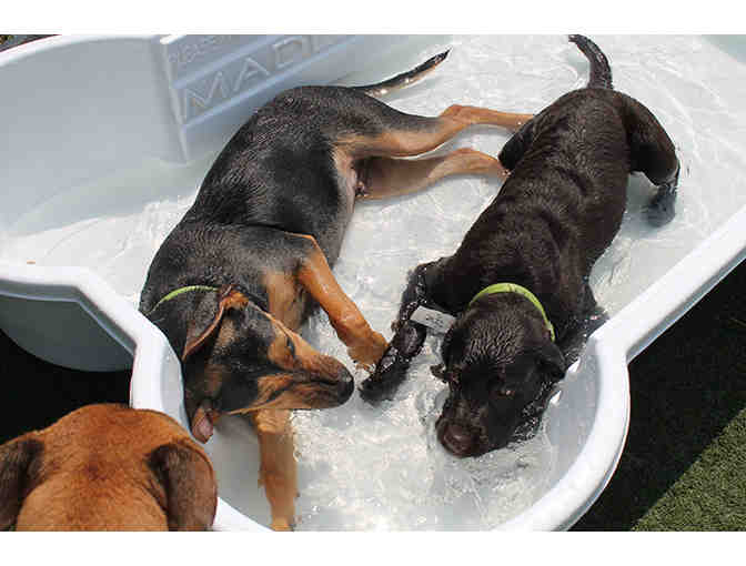Wagsworth Manor Pet Resort - Gift Certificate for One Day of Dog Day Camp and Bath