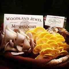 Woodland Jewel Mushrooms